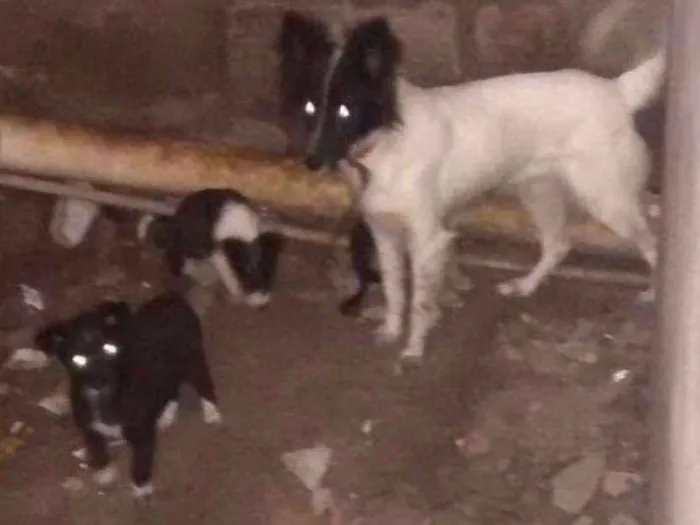 Cachorro ra a SRD idade 2 a 6 meses nome sem nome