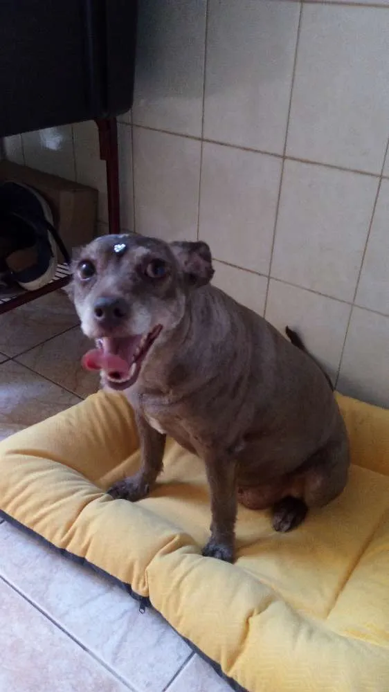 Cachorro ra a Poodle com vira lata idade 6 ou mais anos nome Nina