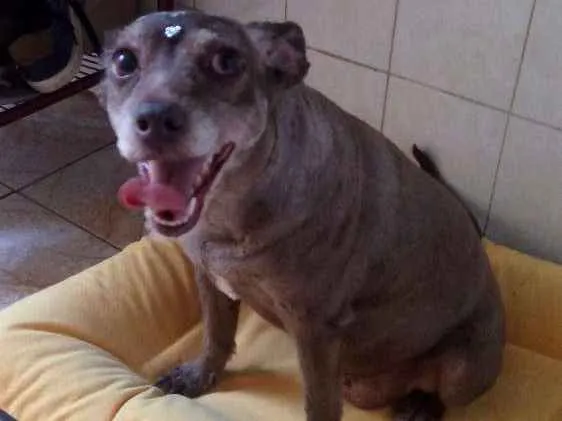 Cachorro ra a Poodle com vira lata idade 6 ou mais anos nome Nina