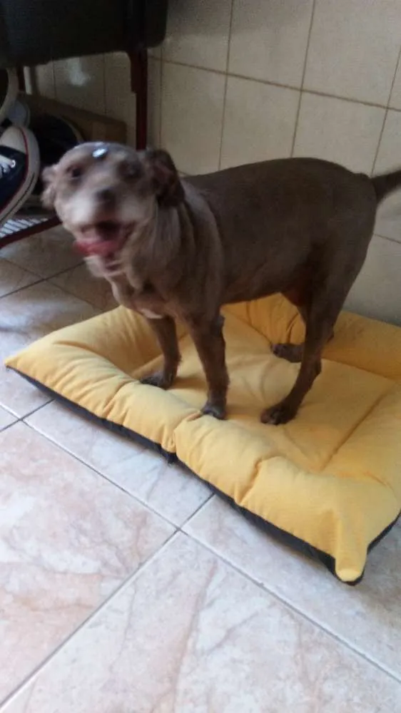 Cachorro ra a Poodle com vira lata idade 6 ou mais anos nome Nina