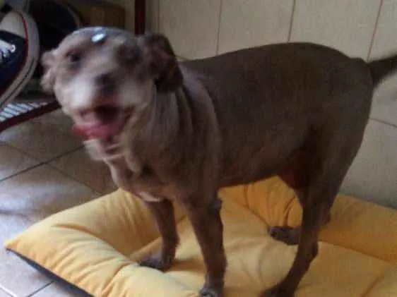 Cachorro ra a Poodle com vira lata idade 6 ou mais anos nome Nina