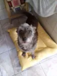 Nina