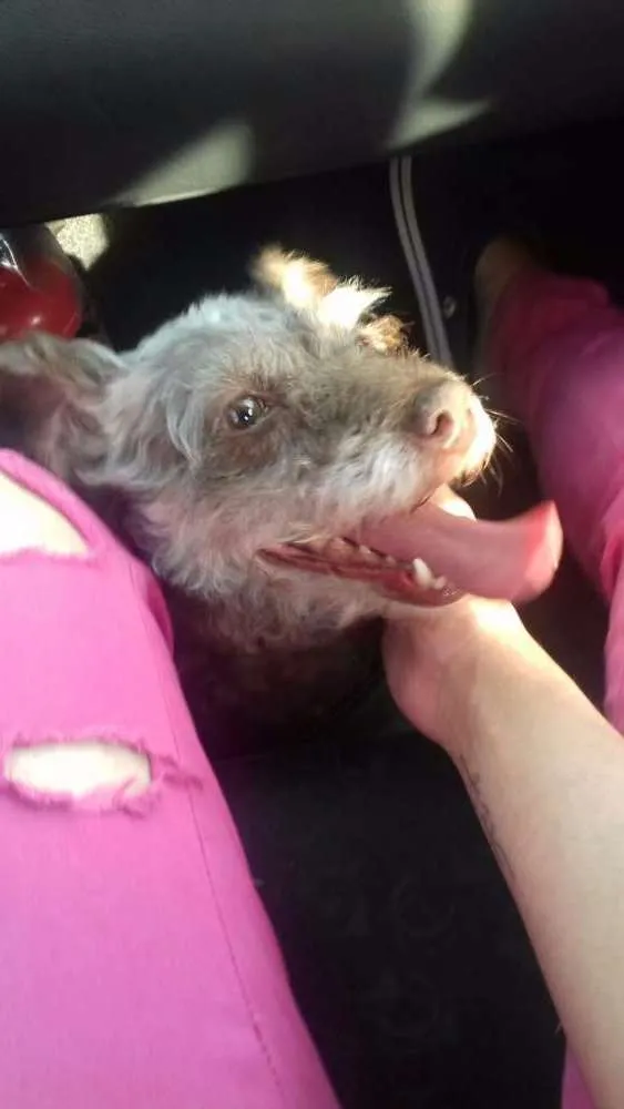 Cachorro ra a Poodle com vira lata idade 6 ou mais anos nome Nina