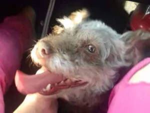 Cachorro raça Poodle com vira lata idade 6 ou mais anos nome Nina
