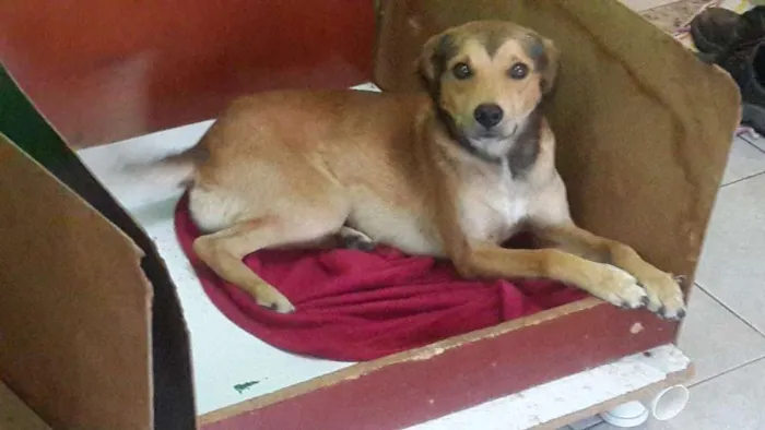 Cachorro ra a SRD idade 3 anos nome tuti 