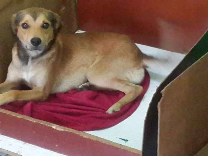Cachorro ra a SRD idade 3 anos nome tuti 