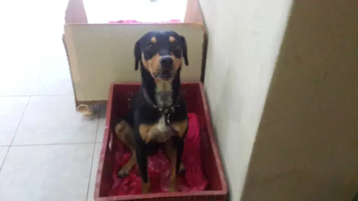 Cachorro ra a SRD idade 3 anos nome Snoop