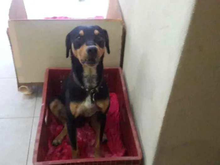 Cachorro ra a SRD idade 3 anos nome Snoop