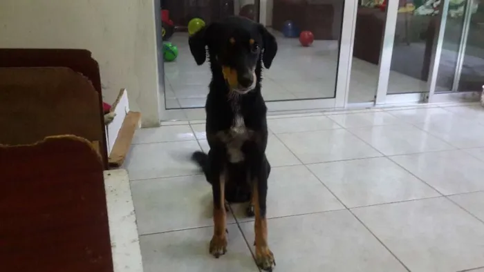 Cachorro ra a SRD idade 3 anos nome Bob