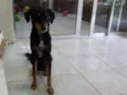 Bob