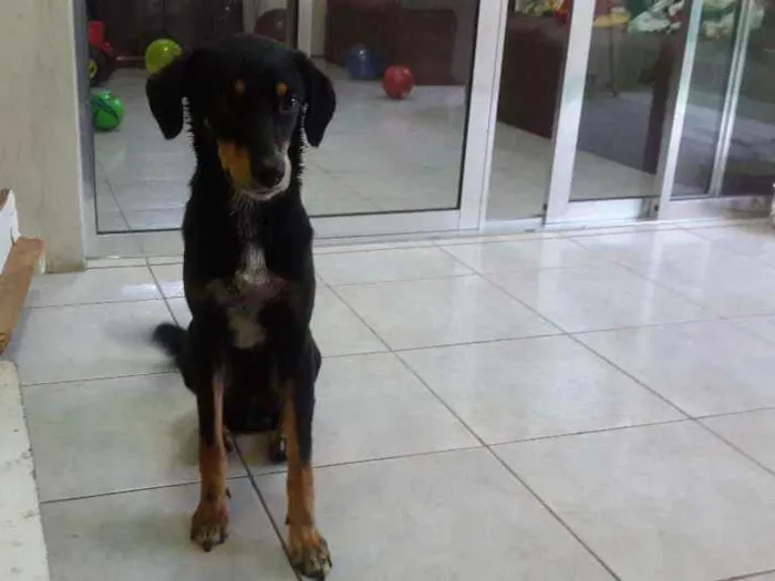 Cachorro ra a SRD idade 3 anos nome Bob