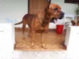 SIMBA