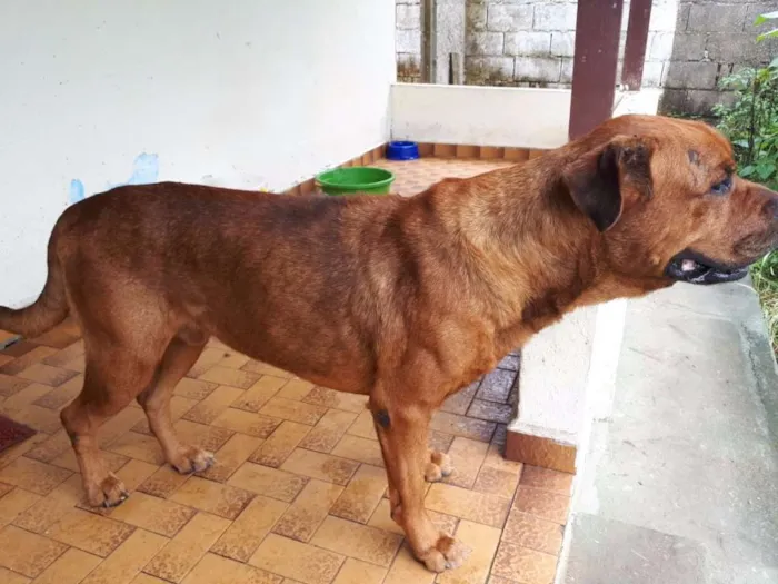 Cachorro ra a Boxer com Rotwaller idade 6 ou mais anos nome SIMBA