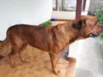 SIMBA