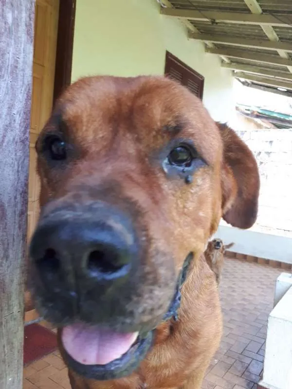 Cachorro ra a Boxer com Rotwaller idade 6 ou mais anos nome SIMBA