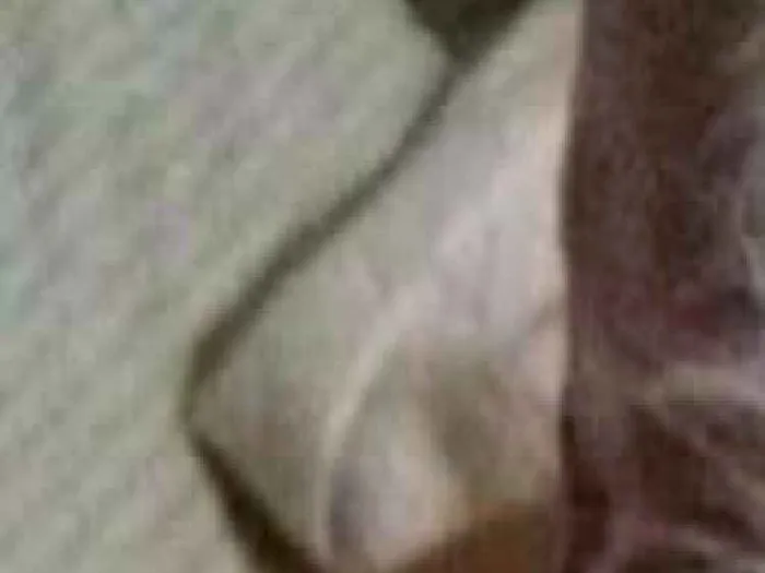 Gato ra a Vira-lata idade 7 a 11 meses nome Thor