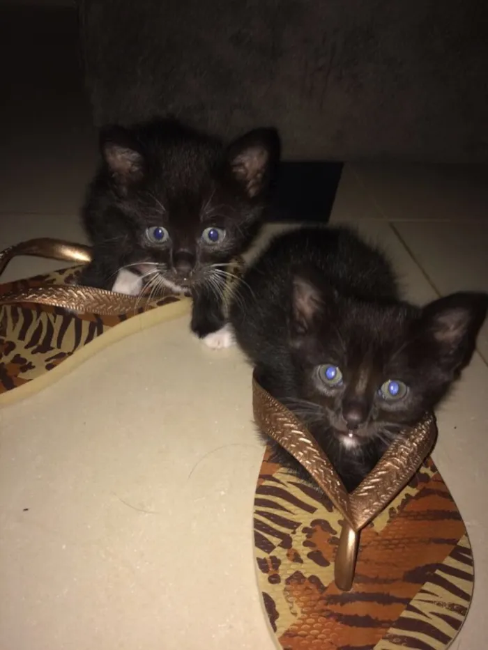 Gato ra a Comum idade Abaixo de 2 meses nome Sem nome 