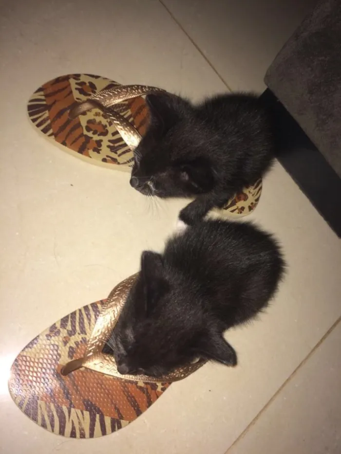 Gato ra a Comum idade Abaixo de 2 meses nome Sem nome 