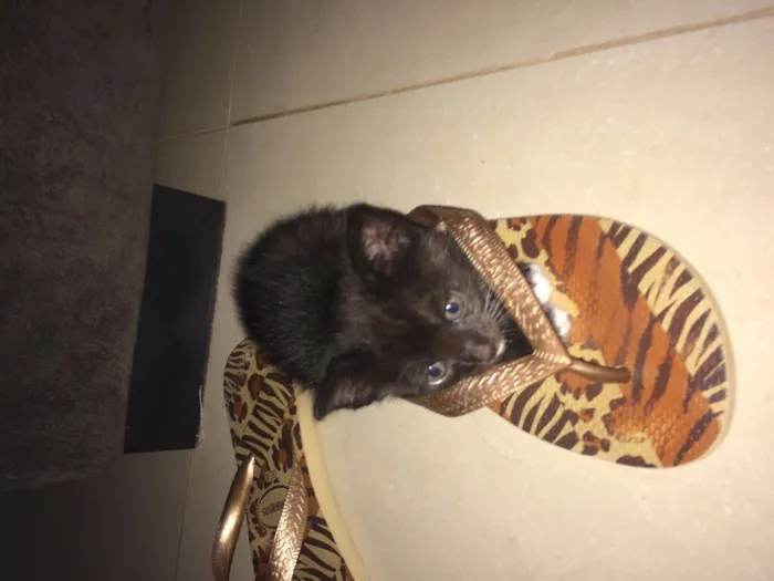 Gato ra a Comum idade Abaixo de 2 meses nome Sem nome 