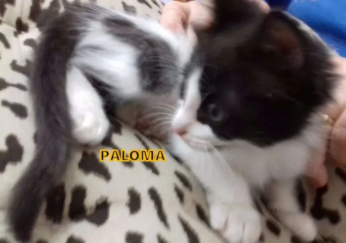 Gato ra a srd idade Abaixo de 2 meses nome Varios
