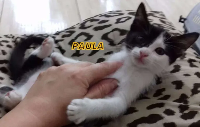 Gato ra a srd idade Abaixo de 2 meses nome Varios