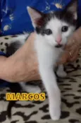 Varios