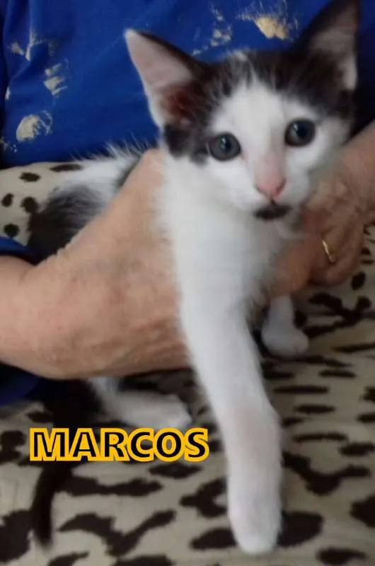 Gato ra a srd idade Abaixo de 2 meses nome Varios