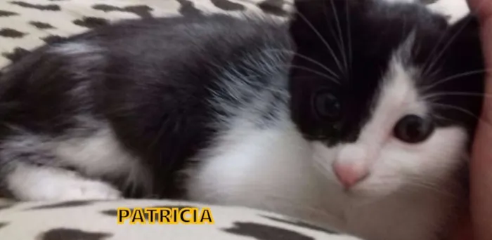 Gato ra a srd idade Abaixo de 2 meses nome Varios