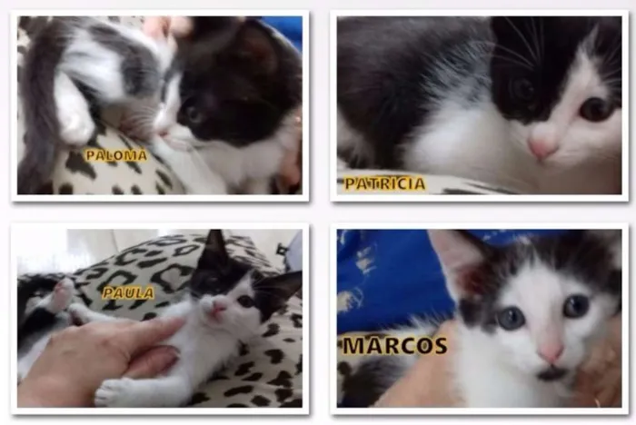 Gato ra a srd idade Abaixo de 2 meses nome Varios