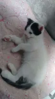 Batminha