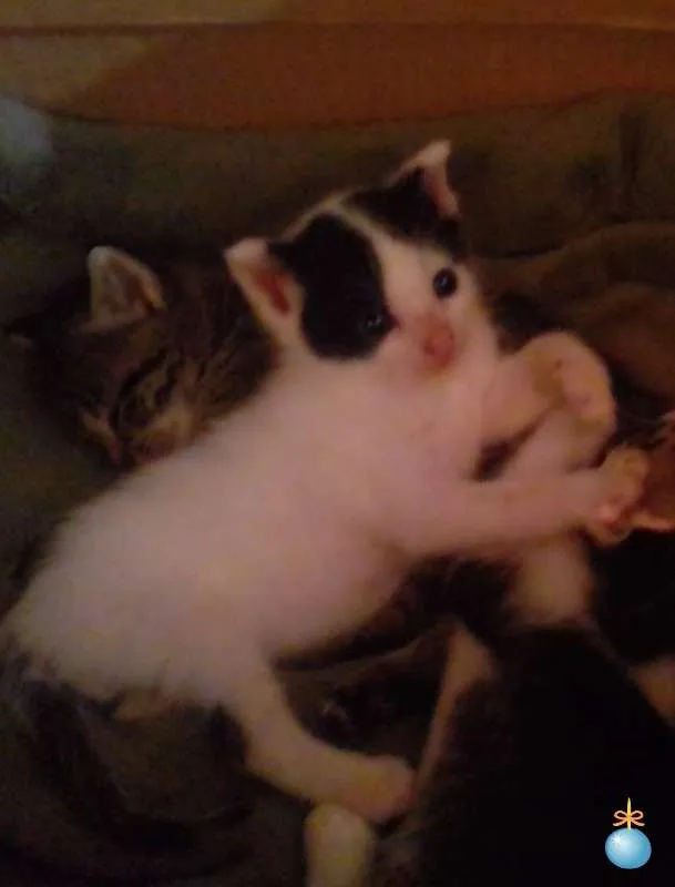 Gato ra a SRD idade Abaixo de 2 meses nome Batminha