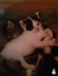Batminha