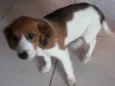 pula