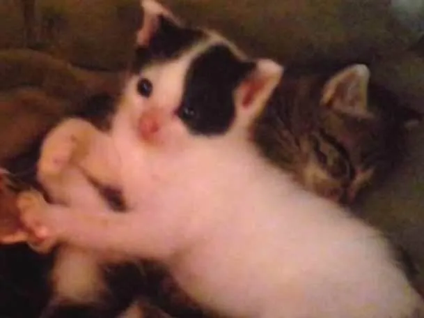 Gato ra a SRD idade Abaixo de 2 meses nome Batminha