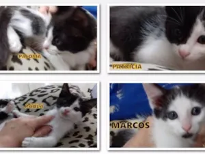 Gato raça srd idade Abaixo de 2 meses nome Varios