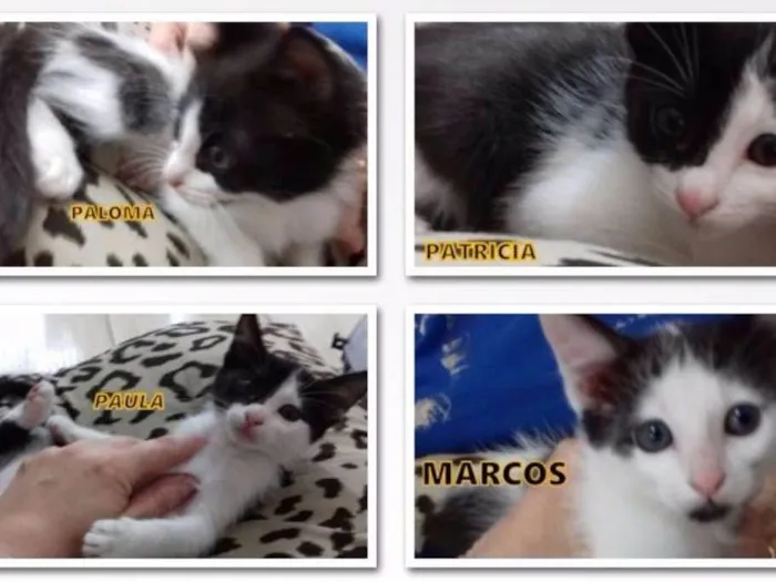 Gato ra a srd idade Abaixo de 2 meses nome Varios