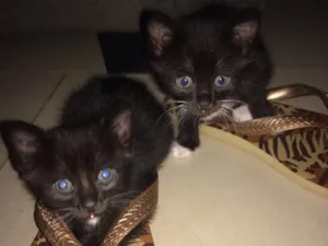 Gato raça Comum idade Abaixo de 2 meses nome Sem nome 
