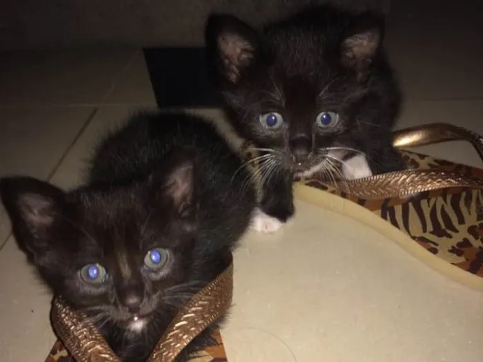 Gato ra a Comum idade Abaixo de 2 meses nome Sem nome 