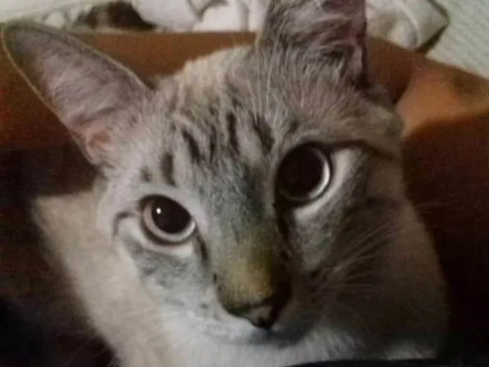 Gato ra a Vira-lata idade 7 a 11 meses nome Thor