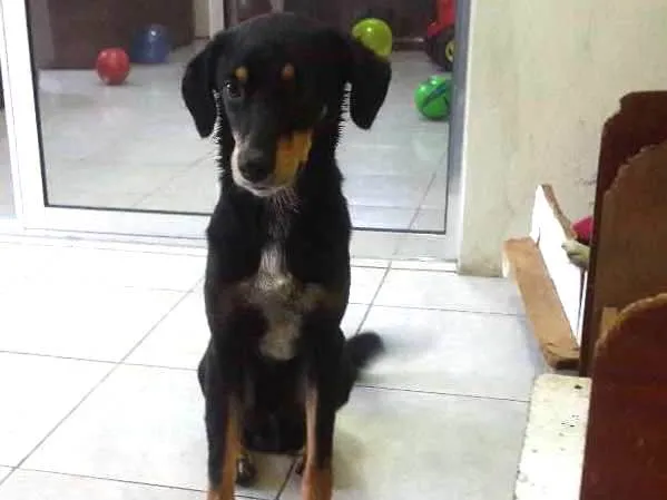 Cachorro ra a SRD idade 3 anos nome Bob