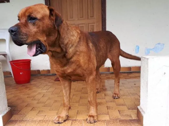Cachorro ra a Boxer com Rotwaller idade 6 ou mais anos nome SIMBA