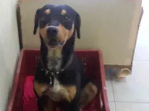 Cachorro raça SRD idade 3 anos nome Snoop