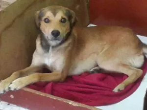 Cachorro raça SRD idade 3 anos nome tuti 