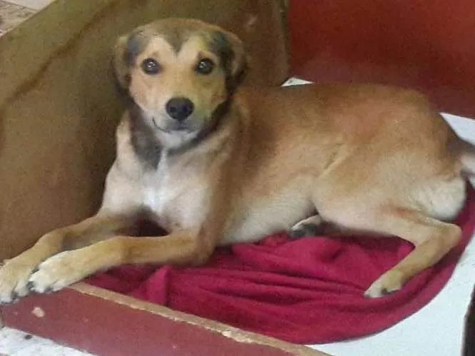 Cachorro ra a SRD idade 3 anos nome tuti 
