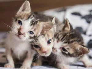 Gato raça SRD idade Abaixo de 2 meses nome Gatos