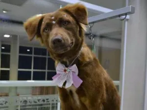 Cachorro raça SRD idade 1 ano nome Lully