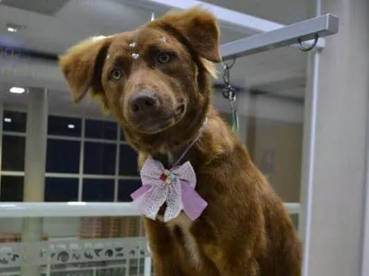 Cachorro ra a SRD idade 1 ano nome Lully