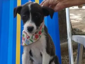Cachorro raça SRD idade 2 a 6 meses nome sem nome
