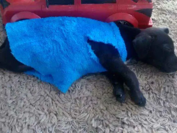 Cachorro raça SRD idade 2 a 6 meses nome Bart