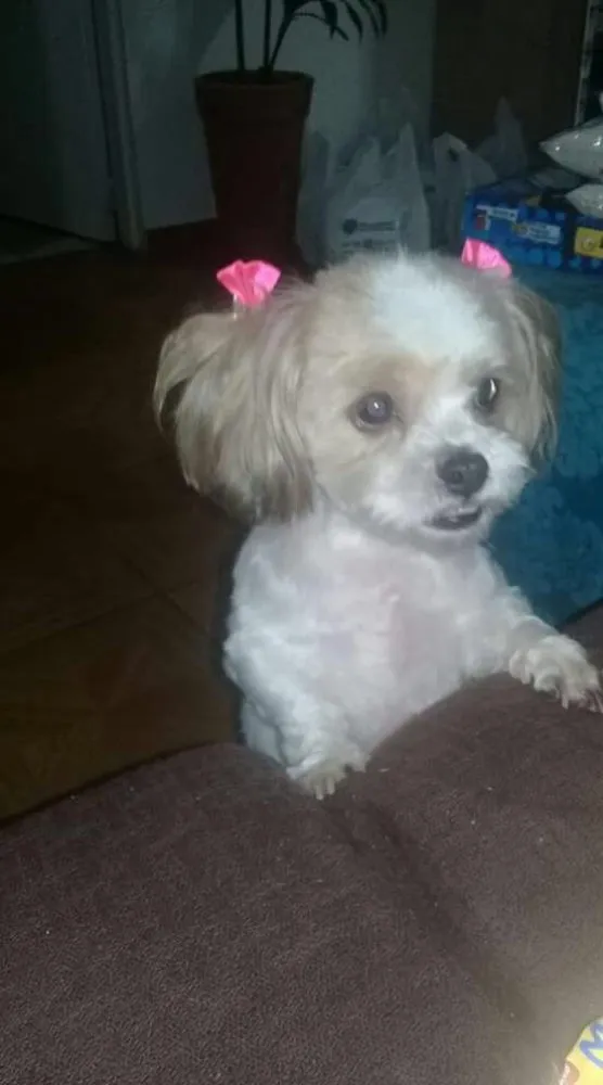 Cachorro ra a Shy Tzu idade 5 anos nome Aysha